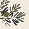 OliveTree... icon