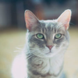 KittyClysm* icon