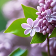 Lilacs & ... icon