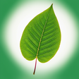 Health & ... icon