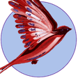 Bird-Shop... icon