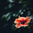 Hawaiimom... icon