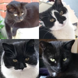 TheJoyOfCats icon