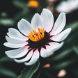 Pretty Pi... icon
