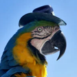 Ornithology icon