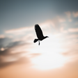 Birdsofth... icon
