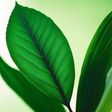 Plant Som... icon