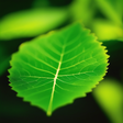 Green Gar... icon