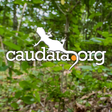 Caudata.o... icon