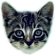 Welovecat... icon