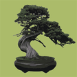 Bonsai Nut icon