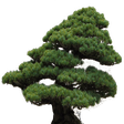 Bonsai Pl... icon