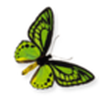 DVFlora W... icon