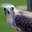 Le Saker ... icon