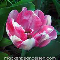 Mackenzie... icon